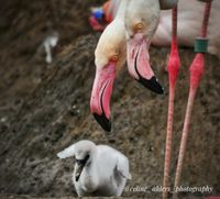 flamingo kuiken met ouders 2