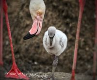 flamingo kuiken met ouders 4