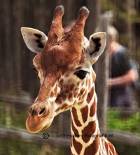 giraffe jong