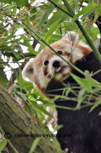 kleine panda achter bamboe 2