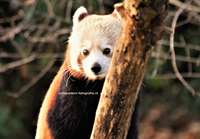 kleine panda 2