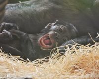 jonge bonobo