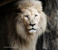 Witte leeuw man 1