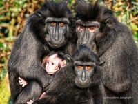 Familieportret kuifmakaak met pasgeboren makaak