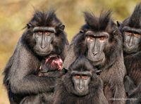 familie makaak