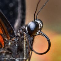 Vlinder, ingezoomd op roltong en oog