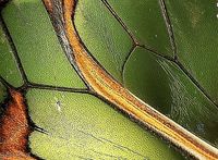 IMacro foto van een Glasvleugel vlinder