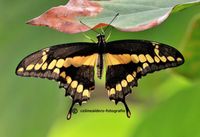 Papillo Thoas bovenkant vleugels